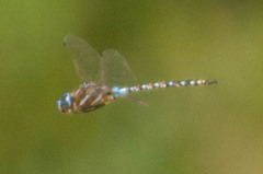 Rhionaeschna multicolor