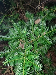 Taxus canadensis