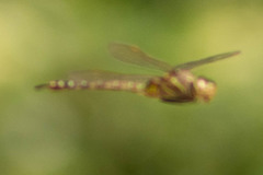 Rhionaeschna multicolor