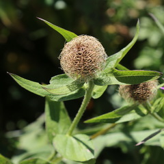 Centaurea phrygia abnormis