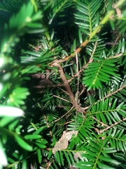Taxus canadensis