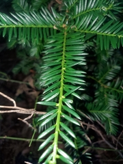 Taxus canadensis