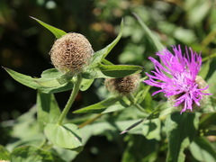 Centaurea phrygia abnormis