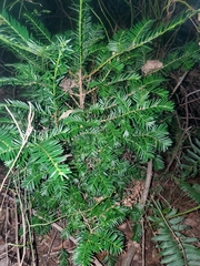 Taxus canadensis