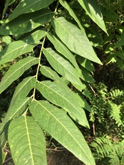 Ailanthus altissima