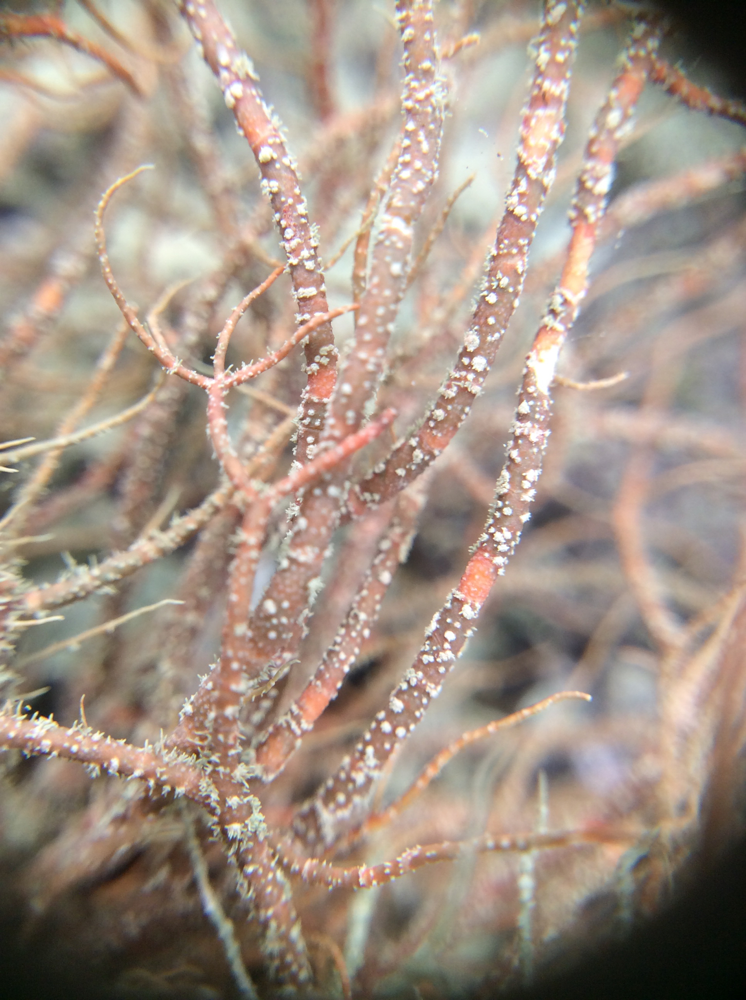 Usnea image