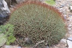 Acantholimon