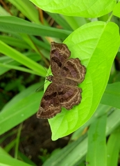 Antigonus funebris