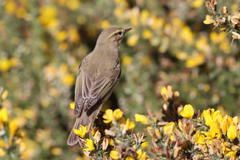 Phylloscopus ibericus