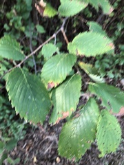 Ulmus americana