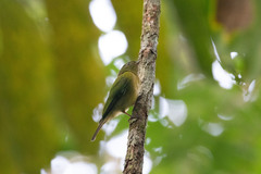 Cryptopipo holochlora