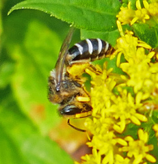 Colletes simulans