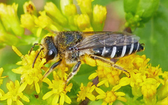 Colletes simulans