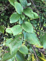 Ulmus americana