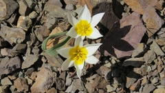 Tulipa biflora