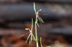 Cyrtostylis oblonga