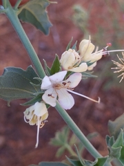 Tetraclea coulteri