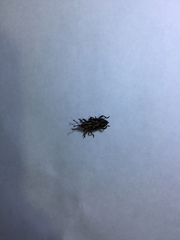 Metamasius hemipterus