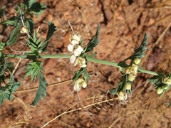 Tetraclea coulteri