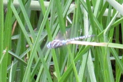 Rhionaeschna multicolor