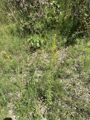 Solidago austrina