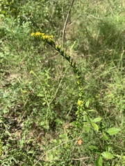 Solidago austrina