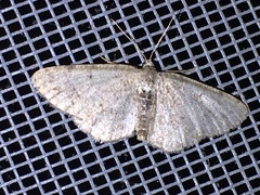 Aethalura intertexta