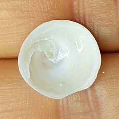 Calyptraea chinensis