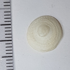 Calyptraea chinensis