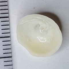 Calyptraea chinensis