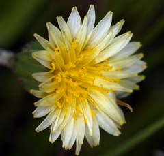 Microseris douglasii douglasii