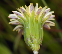 Microseris douglasii douglasii