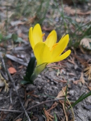 Sternbergia lutea lutea