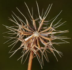 Microseris douglasii douglasii