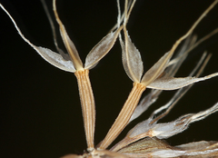 Microseris douglasii douglasii