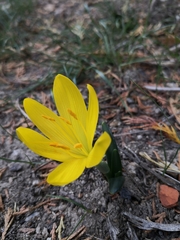 Sternbergia lutea lutea