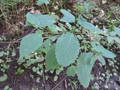 Impatiens pallida
