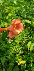 Campsis radicans