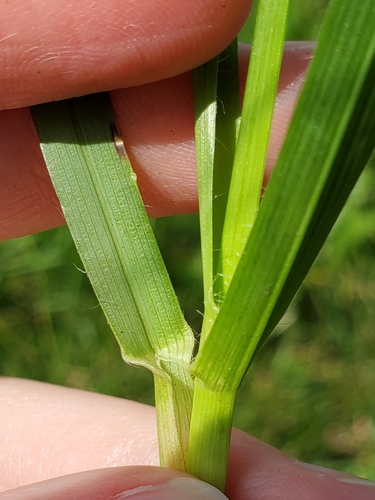Poa pratensis