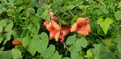 Campsis radicans