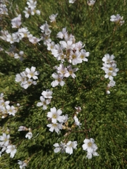 Gypsophila tenuifolia
