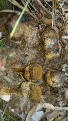 Pisolithus marmoratus