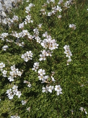 Gypsophila tenuifolia