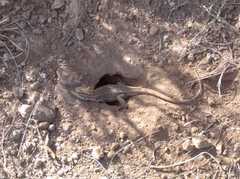 Stenocercus guentheri