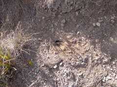 Stenocercus guentheri