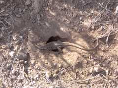 Stenocercus guentheri