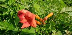 Campsis radicans