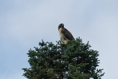 Buteo jamaicensis