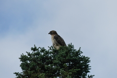 Buteo jamaicensis