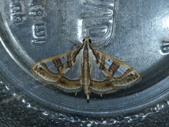 Glyphodes pyloalis